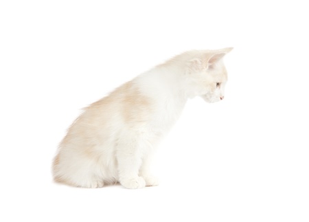 Kurilian Bobtail kitten isolated over white backgroundの写真素材