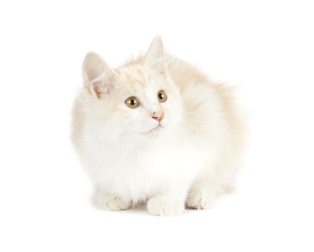 Kurilian Bobtail kitten isolated over white backgroundの写真素材