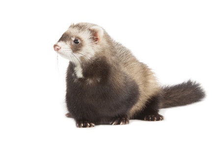 polecatの写真素材