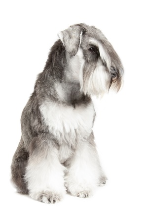 miniature schnauzer pepper   salt isolated over white backgroundの写真素材