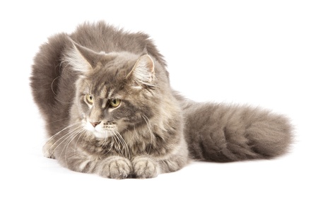 young Maine Coon cat isolated over white backgroundの写真素材