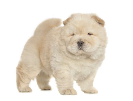 fluffy chow-chow puppy isolated over white backgroundの写真素材