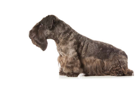 Miniature Black Schnauzer isolatad over white backgroundの写真素材