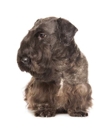 Miniature Black Schnauzer isolatad over white backgroundの写真素材