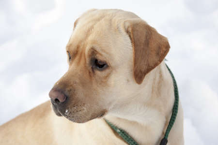 Sweet Labrador Retriever over white snow backgroundの写真素材