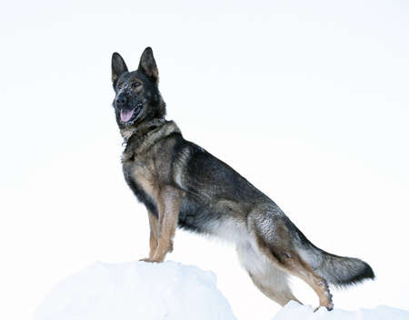 german sheepdog standing outside in white snow