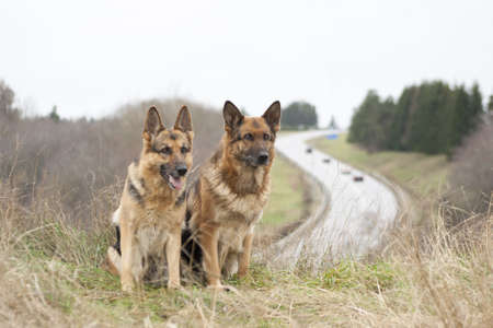 two German Shepherds sitting in the grass over road backgroundの写真素材