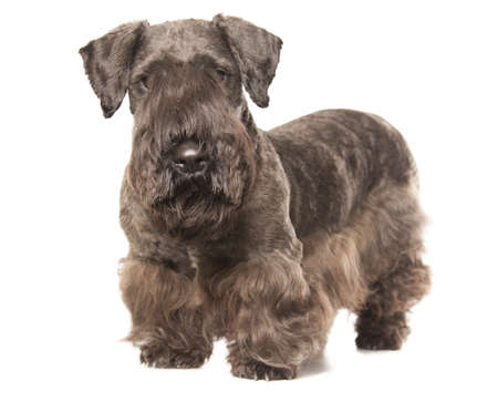 Cesky Terrier black dog isolatad over white backgroundの写真素材