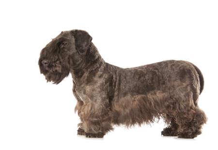 Cesky Terrier black dog isolatad over white backgroundの写真素材