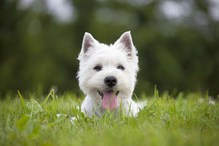 West Highland White Terrier puppy over nature backgroundの写真素材
