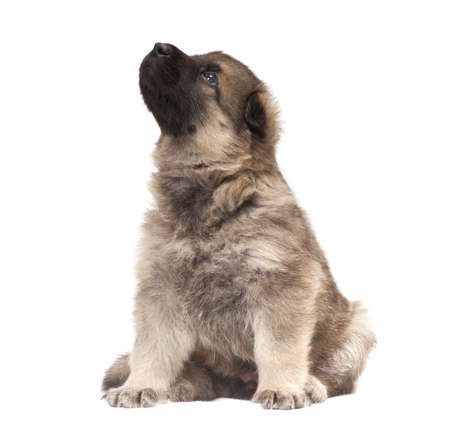 German sheepdogs puppy isolated over white backgroundの写真素材