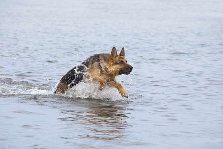 swimming Germany shepherd dog in blue seaの写真素材