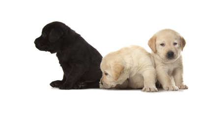 three cute little Labrador Retriever puppies isolated over white backgroundの写真素材