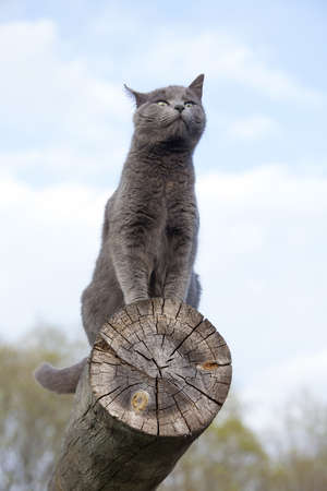 gray cat resting on top of a log against blue skyの写真素材