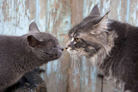 two gray cats meeting in a yardの写真素材