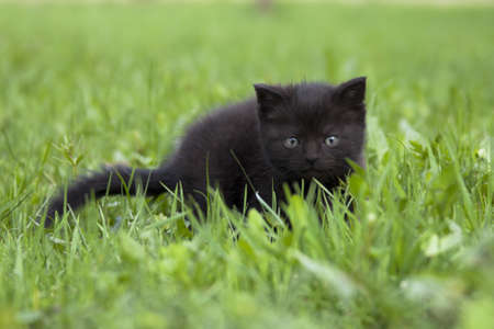 black little kitten in the grassの写真素材