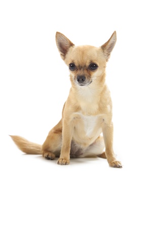 Young chihuahua isolated over white backgroundの写真素材