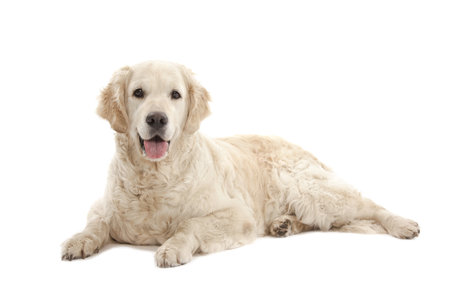 Golden Retriever isolated over white backgroundの写真素材