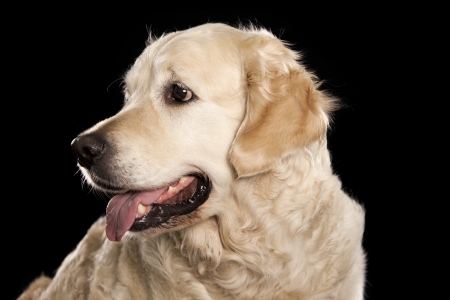 Golden Retriever isolated over black backgroundの写真素材