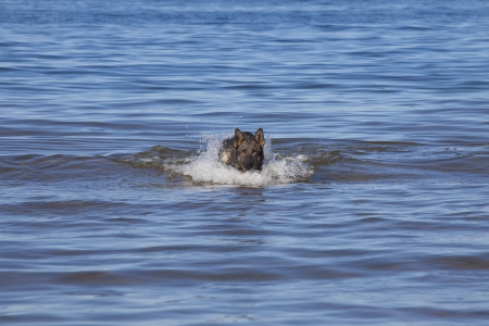 swiming Germany sheepdog in blue seaの写真素材