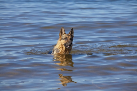 swiming Germany sheepdog in blue seaの写真素材