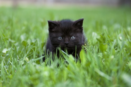 black little kitten in the grassの写真素材
