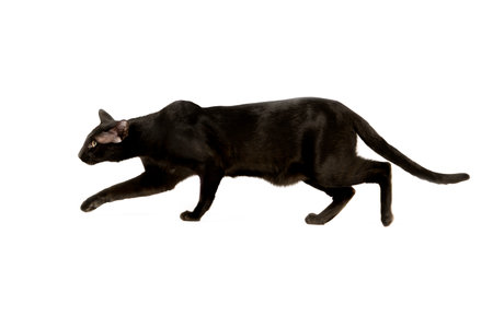 black oriental cat isolated over white backgroundの写真素材