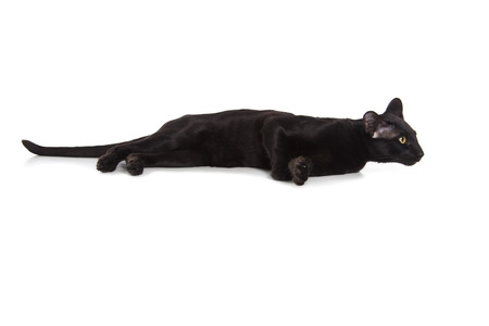 black oriental cat isolated over white backgroundの写真素材