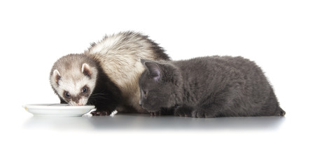 eating ferret isolated over white backgroundの写真素材