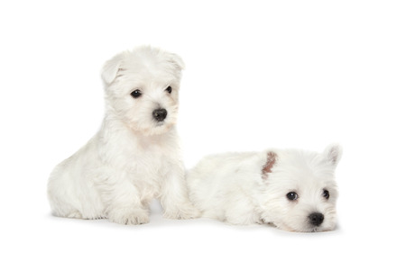 West Highland White Terrier puppies isolated over white backgroundの写真素材