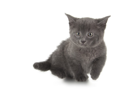 british blue shothair kitten isolated over white backgroundの写真素材