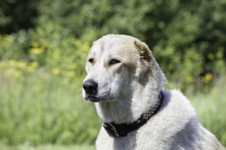 Central Asian Shepherd Dog on green grass