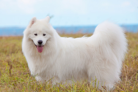 Adorable samoyed puppy on the lawnの写真素材