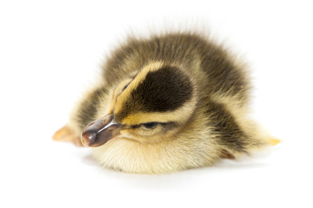 Little Baby Duck isolated over white backgroundの写真素材