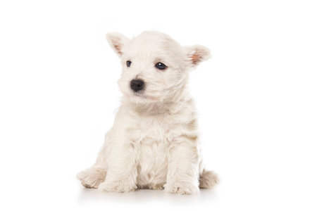 West Highland White Terrier puppy isolated over white backgroundの写真素材
