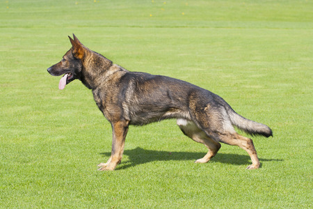 German Shepherd dog is standing in profile on the green grassの写真素材