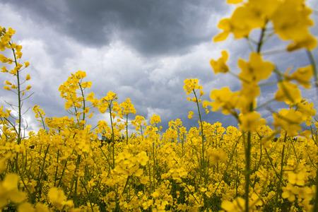 summer storm clouds above a rape seed fieldの写真素材