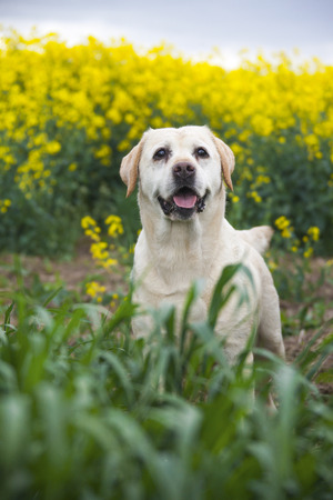 labrador retriever dog on the natureの写真素材