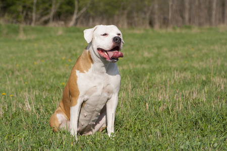 American bulldog is sitting on the grassの写真素材