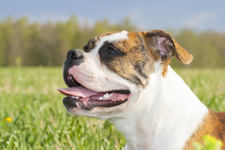 American bulldog is sitting on the grassの写真素材