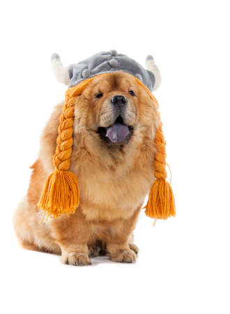 fluffy chow-chow dog isolated over white backgroundの写真素材