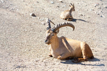 West Caucasian Tur is laying on the sandの写真素材