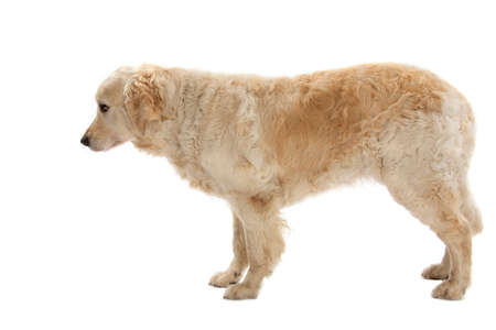 Sad Golden Retriever isolated over white background