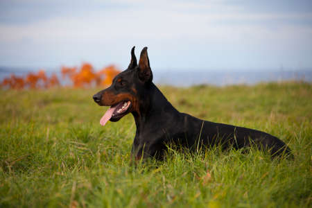 black doberman`s portrait on tree backgroundの写真素材