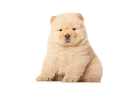 fluffy chow-chow puppy isolated over white backgroundの写真素材