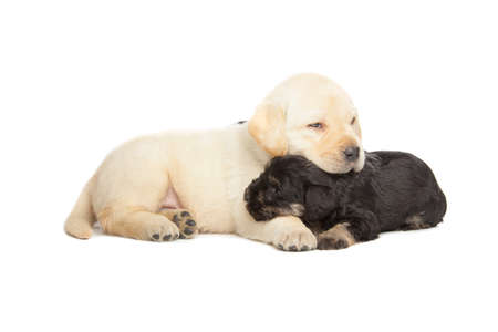 Labrador Retriever and Miniature Schnauzer black puppies isolated over white background