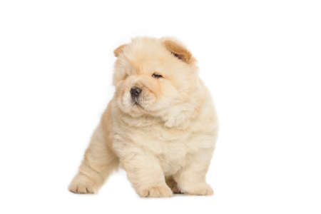 fluffy chow chow puppy isolated over white backgroundの写真素材