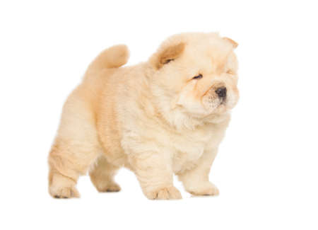 fluffy chow-chow puppy isolated over white backgroundの写真素材