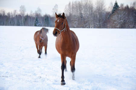 Cute Brown Horse in winter walking by snowの写真素材