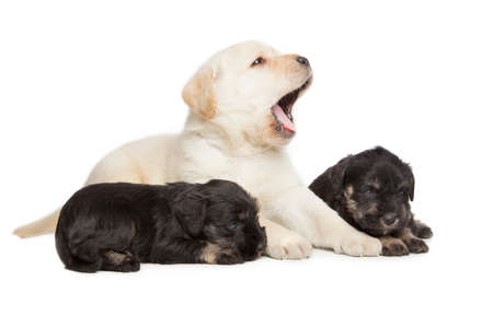 Labrador Retriever and Miniature Schnauzer black puppies isolated over white backgroundの写真素材